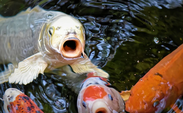 Cara Memelihara Ikan Koi di Kolam