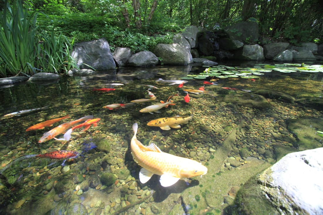 5 Makhluk Air yang Akan Hidup Harmonis di Kolam Koi